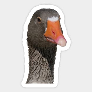 Neck Up Photograph Portrait Of A Geeky Looking Brown Duck Sticker